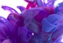 Ink in Water Live Wallpaper screenshot 4