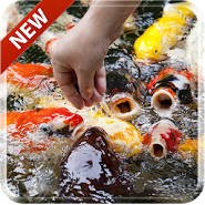 Koi Free 3D Live Wallpaper