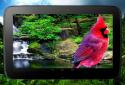 3D птиці паралакс Живі шпалери screenshot 8 3D птиці паралакс Живі шпалери screenshot 8