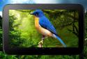 3D птиці паралакс Живі шпалери screenshot 9 3D птиці паралакс Живі шпалери screenshot 9