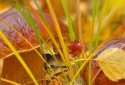 Autumn Live Wallpaper screenshot 14