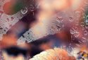 Autumn Live Wallpaper screenshot 4