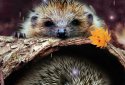 Autumn Live Wallpaper screenshot 5