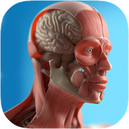 Анатомія Game Anatomicus Pro