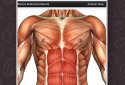 Анатомія Game Anatomicus Pro screenshot 2