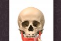 Анатомія Game Anatomicus Pro screenshot 5