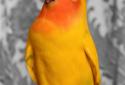 Color Splash screenshot 4