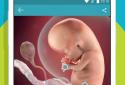 Pregnancy Tracker & Countdown to Baby Due Date screenshot 2