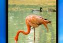 Animal Sounds screenshot 7