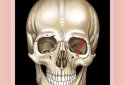 Easy Anatomy - Learn anatomy efficiently screenshot 1