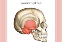 Easy Anatomy - Learn anatomy efficiently screenshot 5