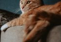 Gallery - photo gallery, album screenshot 6