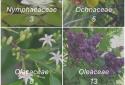 PlantNet Plant Identification screenshot 5