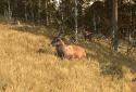 Way of the Hunter Wild Europe screenshot 6