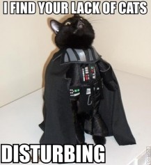 KoTCaTaHuCT