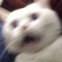 Cat.PNG