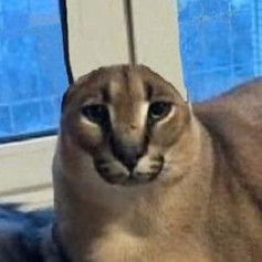 MoaiDoge
