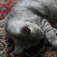 SirMeow