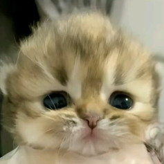 Умпалумпік